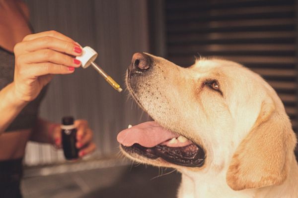 Olej CBD: Podaruj swojemu psu lepszą jakość życia