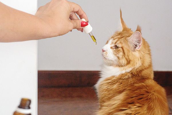 Jakie naturalne produkty mogą wspomóc zdrowie i dobre samopoczucie Twojego kota?