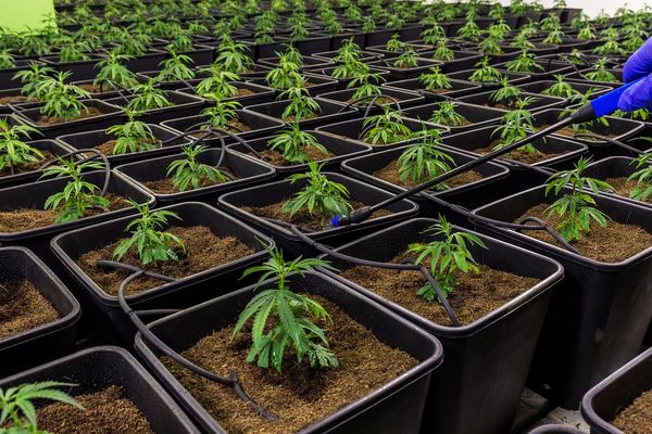 Jak wybrać najlepszy olejek CBD? Przewodnik konsumenta.